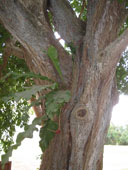 Эпифит - растение, растущее на дереве.