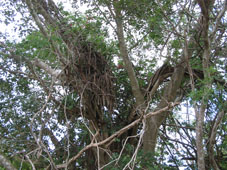 Эпифит, растение растущее на дереве.