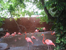 Фламинго в зоопарке Мериды
