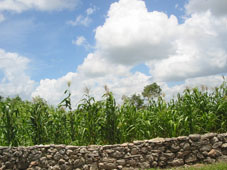 Кукурузное поле между Чункананом и Кусамой
