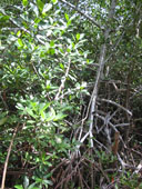Мангле, дерево составляющее основу мангровой растительности Юкатана.