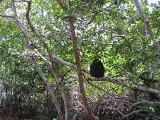 Муравейник на ветвях дерева в мангровом лесу Юкальтепена