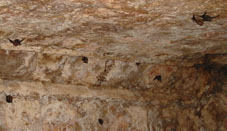 Летучие мыши в помещениях древних строений Кабаха