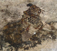 Осиное гнездо в Чичен-Итца