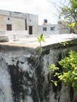 Растение укоренившееся на стене жилого дома в центре Прогресо.