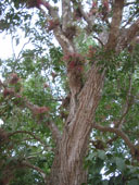 Эпифиты на дереве в Ущмале.