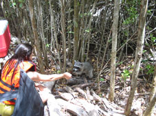 Туристы прикармливают енотов, обитающих в заповеднике.